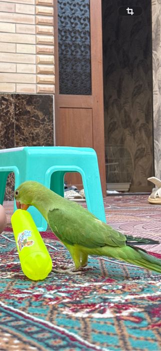Продаётся ожиреловый попугай