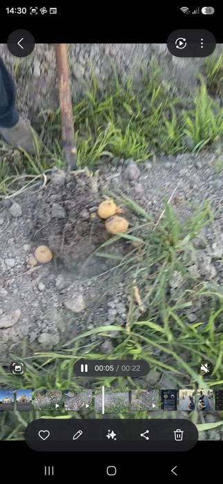 Kartoshka "Gala" bor.
