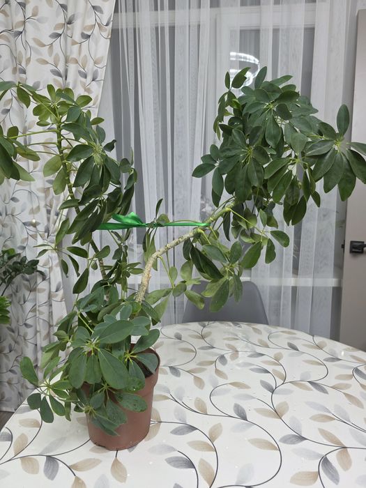 Шефлера комнатная