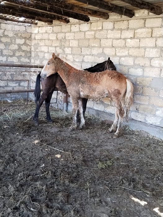 Семіз баруда турған тай