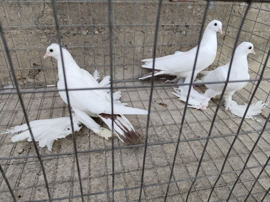 Голуби краснохвостыйе