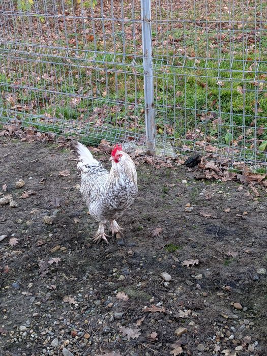 Cocoșel de vânzare