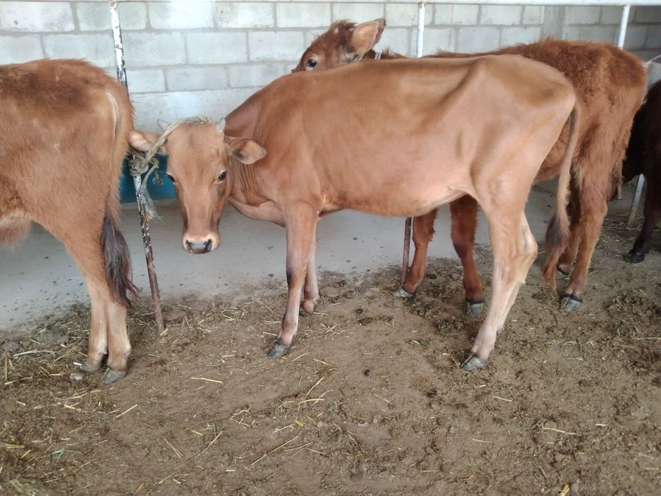 Sifatli ğunojinchala sotiladi 4 milyondan 5 milyongacha kelishamiz yan