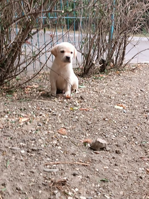 щенки Лабрадор ретривер