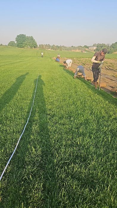 Tirik Rulon Gazon Toshkent - Живой газон цена Ташкент Uzb Gazonlar.Uz