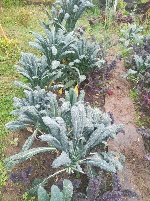 Varza Kale si Mangold (sfecla elvetiana sau spanacul mediteranean)