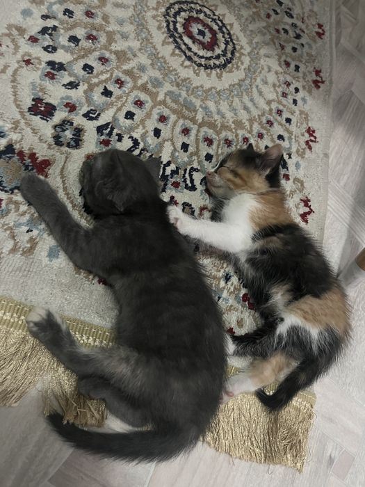 Отдаем коят в добрые руки