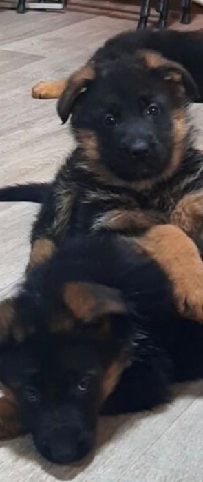 Продам щенят немецкой овчарки