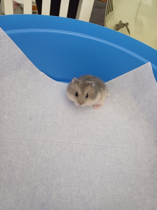 Vând pui hamsteri