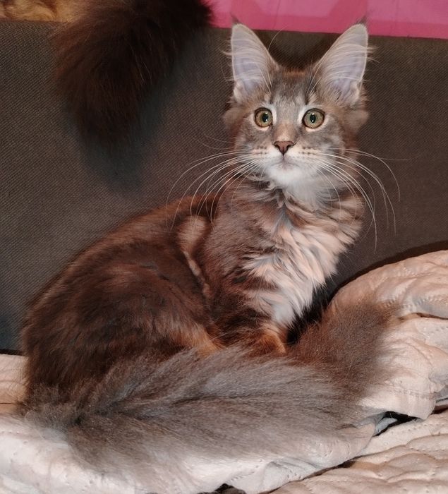 Baitel,rasa pura Maine Coon