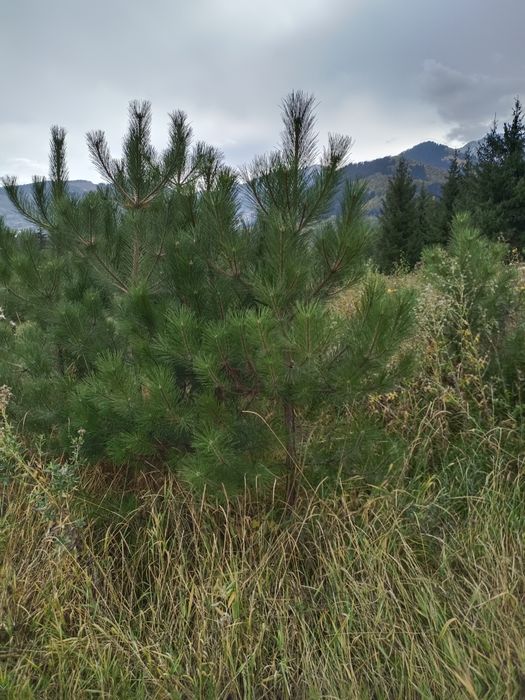 Продаются сосны крымские обычные