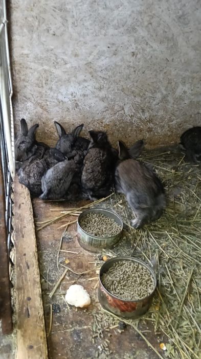 Vând iepurași drăgălași și sănătoși