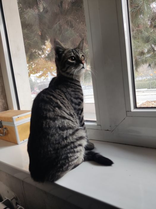 Кота в добрые руки! Прочитайте внимательно условия!