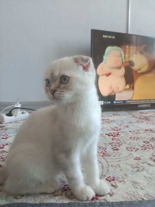 Котенок шотландский вислоухий девочка