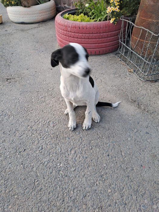 собачки молоденькие девочки