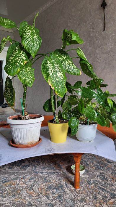 Гүлдер сатылады.