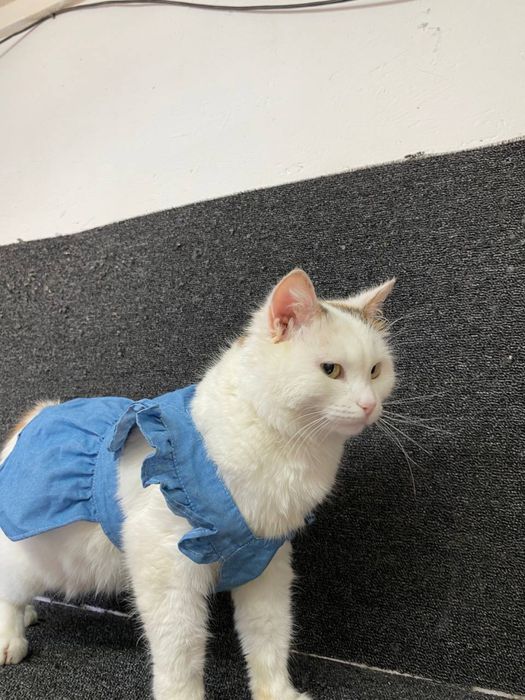 Отдам кошку в добрые руки