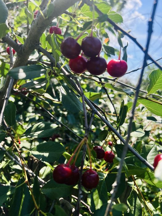 Продам дачу Здоровье