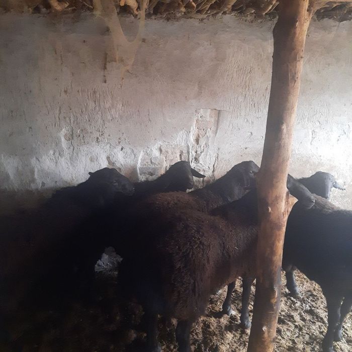 Кучкорлар сотилади.