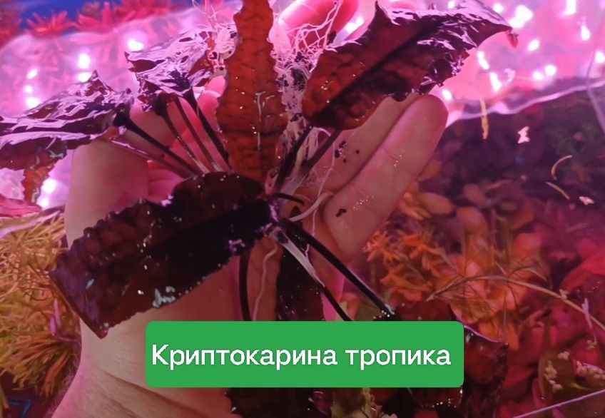 Аквариумные растения