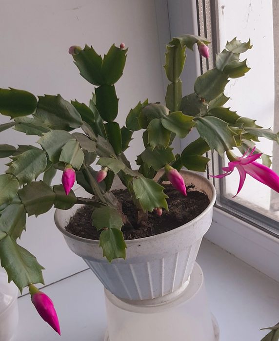 Комнатные цветы шлюмбергеры