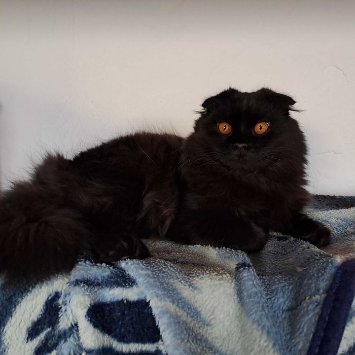 Вязка кот скотишфолд