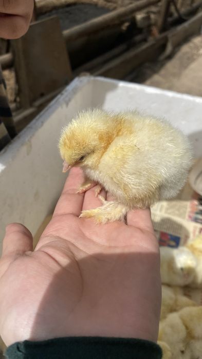 Цыплята браун