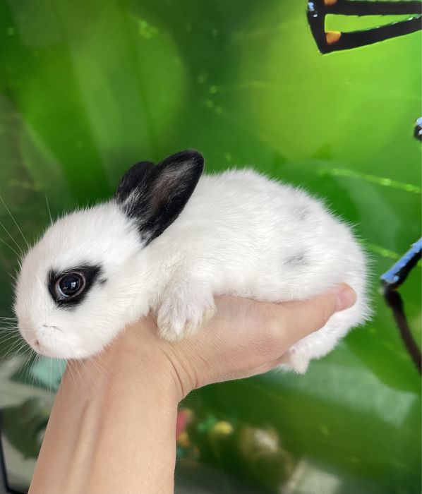 Кролики декоративные ( карликовые )