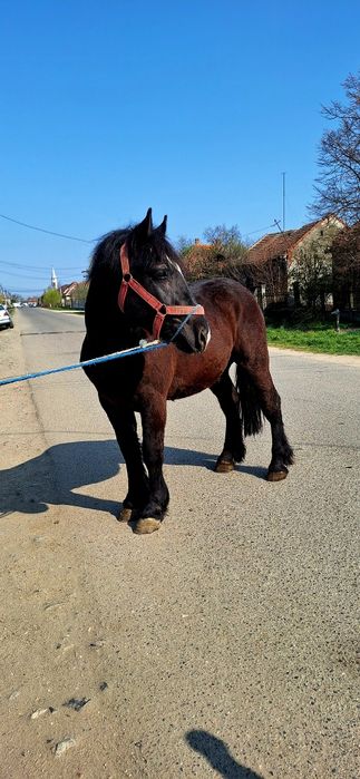 Van un manz de 2 ani