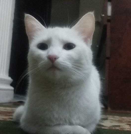 белая кошка oq мушук mushuk