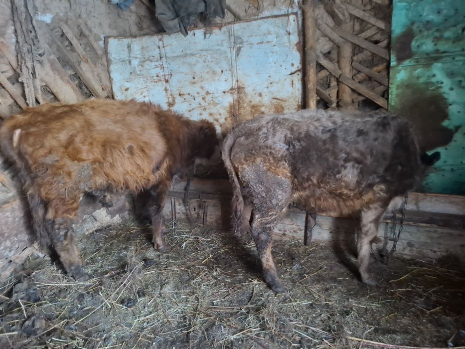 Продам телят,бычки,