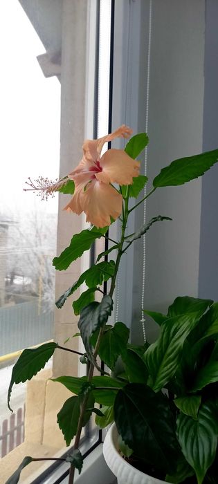 Китайская роза оранжевая