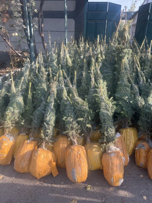 Арча ва манзарали дарахтлар берёза и голубая ель