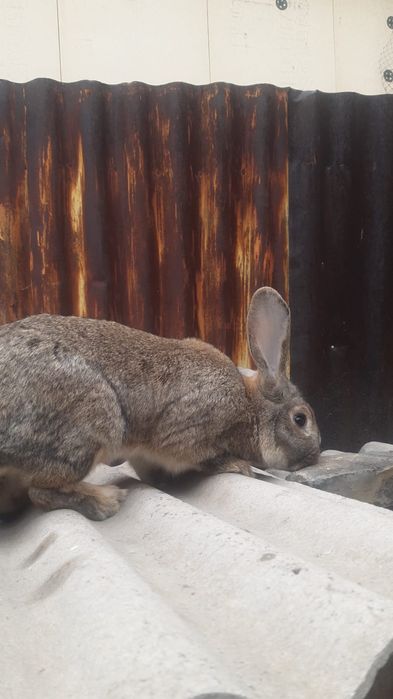 Продам крола порода помесь фландер и французкий барашек