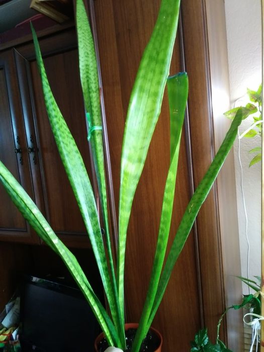Сансевиерия. Продам.