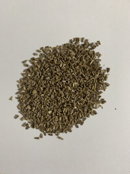 ЕХИНАЦЕЯ - ЛИЛАВА, семена от 2025 г.