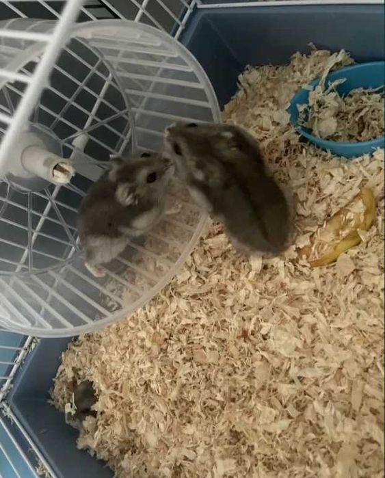Caută altă casă hamsteri
