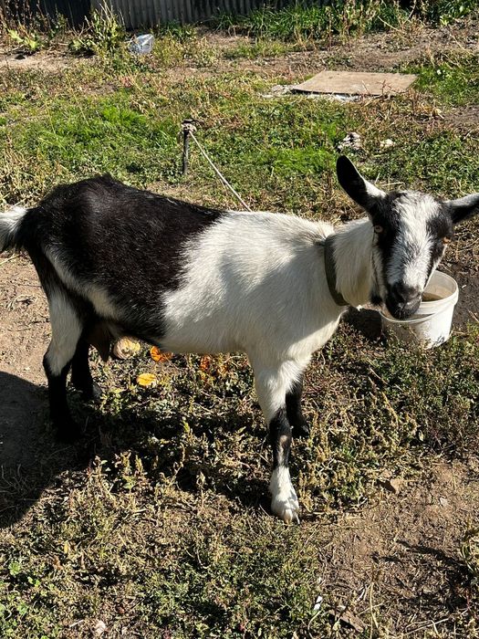 Продам Альпийскую козу