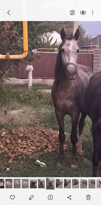 Тай сатам,продам тайчик