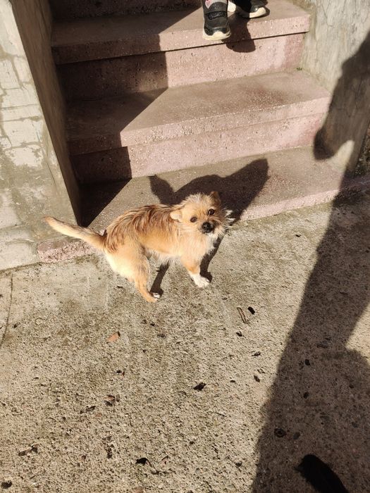 Donez 3 cățelușe – cipate, vaccinate, foarte jucăușe