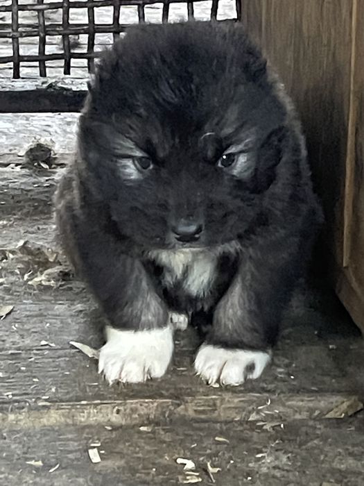 Щенки кавказской овчарки