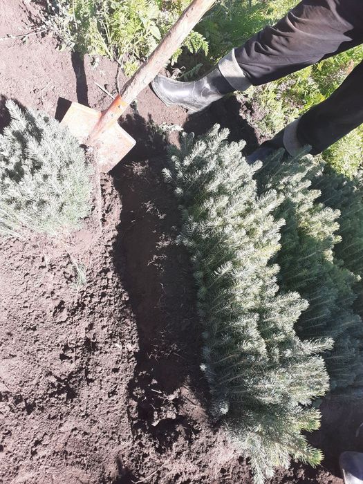 Голубая Ель сенсалари сотилади Селбериский нави Мовий оқ арча 3 йиллик