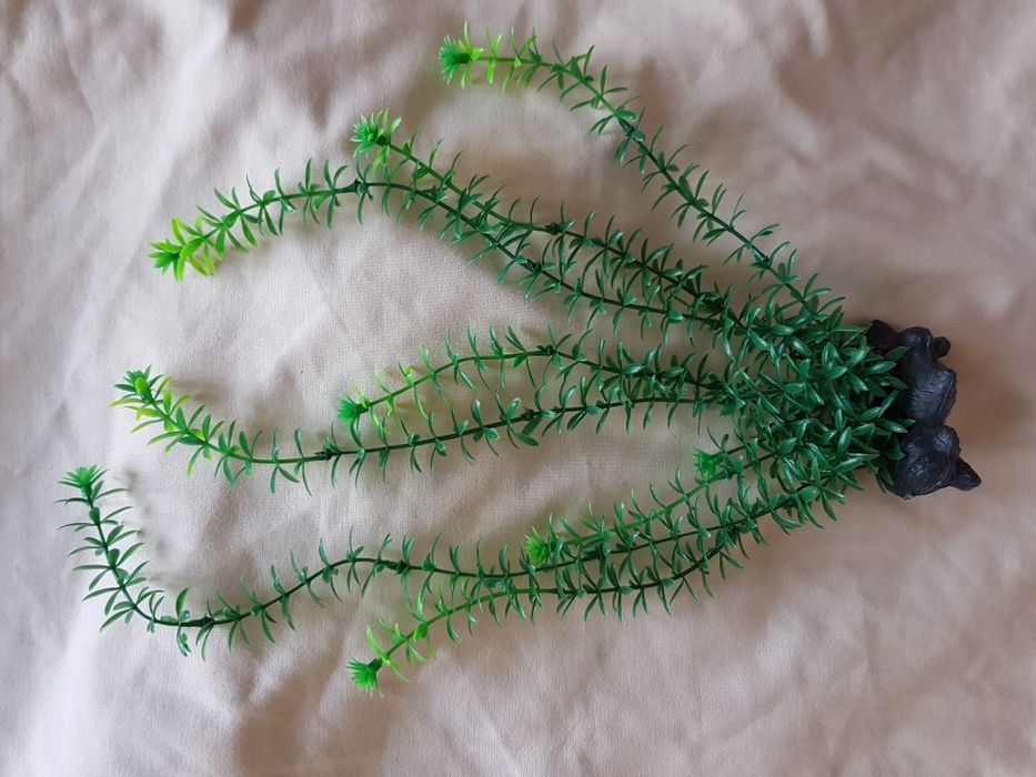 Растения для аквариума