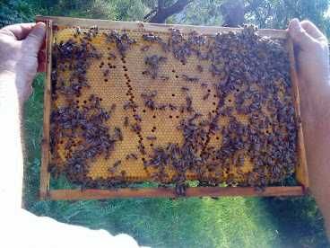 пчелни семейства на 4 рамки