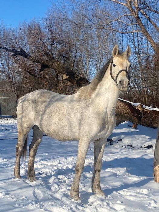 Айғыр сатылады...