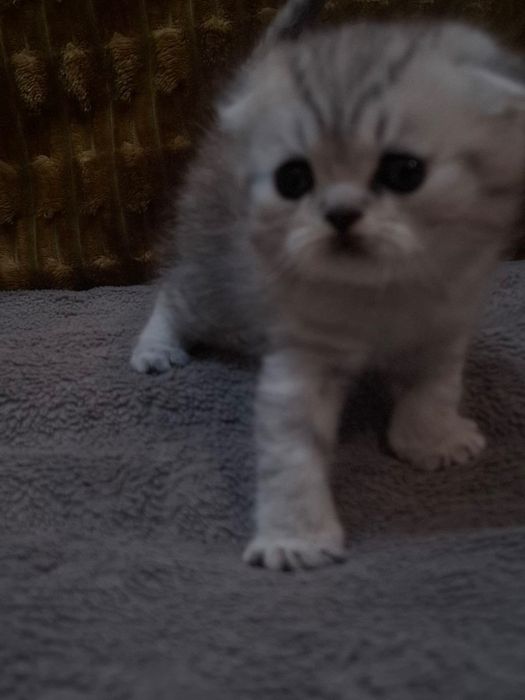 Девочка шиншилла scottish fold