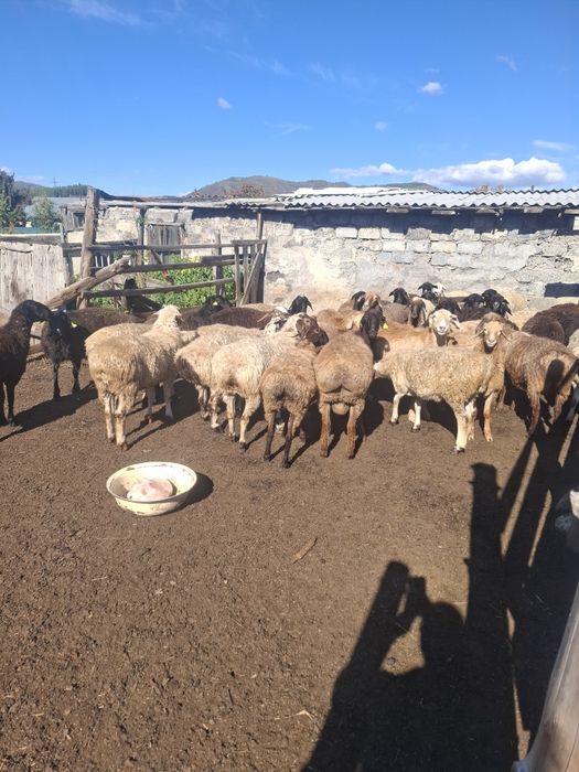 Продам упитанных баранов