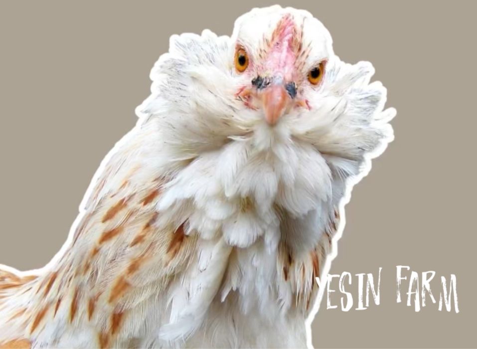 Инкубационные яйца породные куры из Россий под заказ, редкие породы