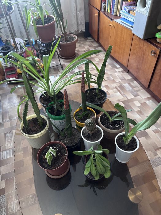 продам комнатные цветы.