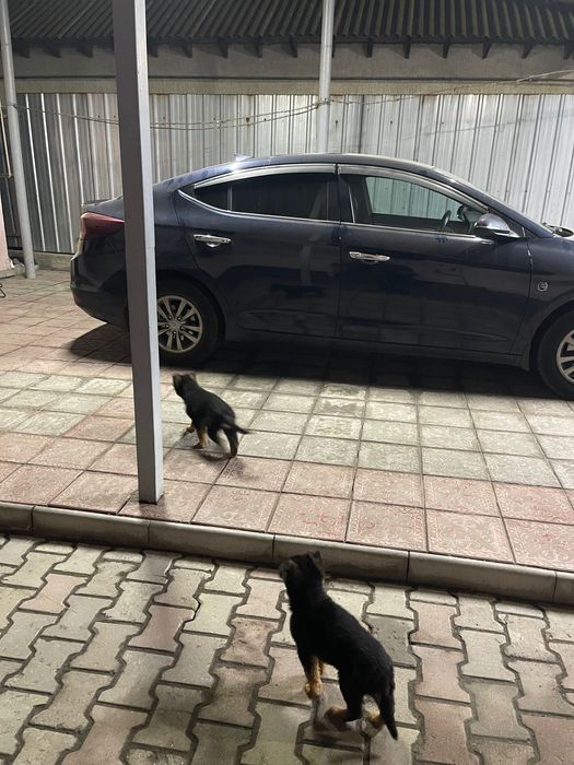 Немецкая овчарка